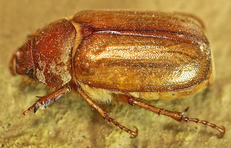 A possible Amphimallon sp from Bulgaria